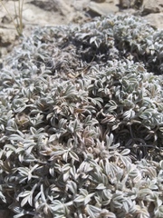 Astragalus hyalinus