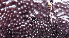 Chelonaplysilla violacea