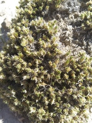 Linanthus caespitosus