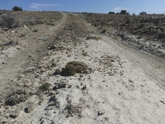 Linanthus caespitosus