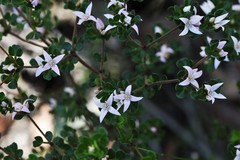 Boronia algida