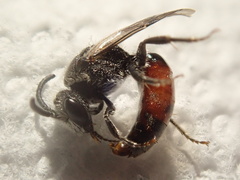 Sphecodes davisii