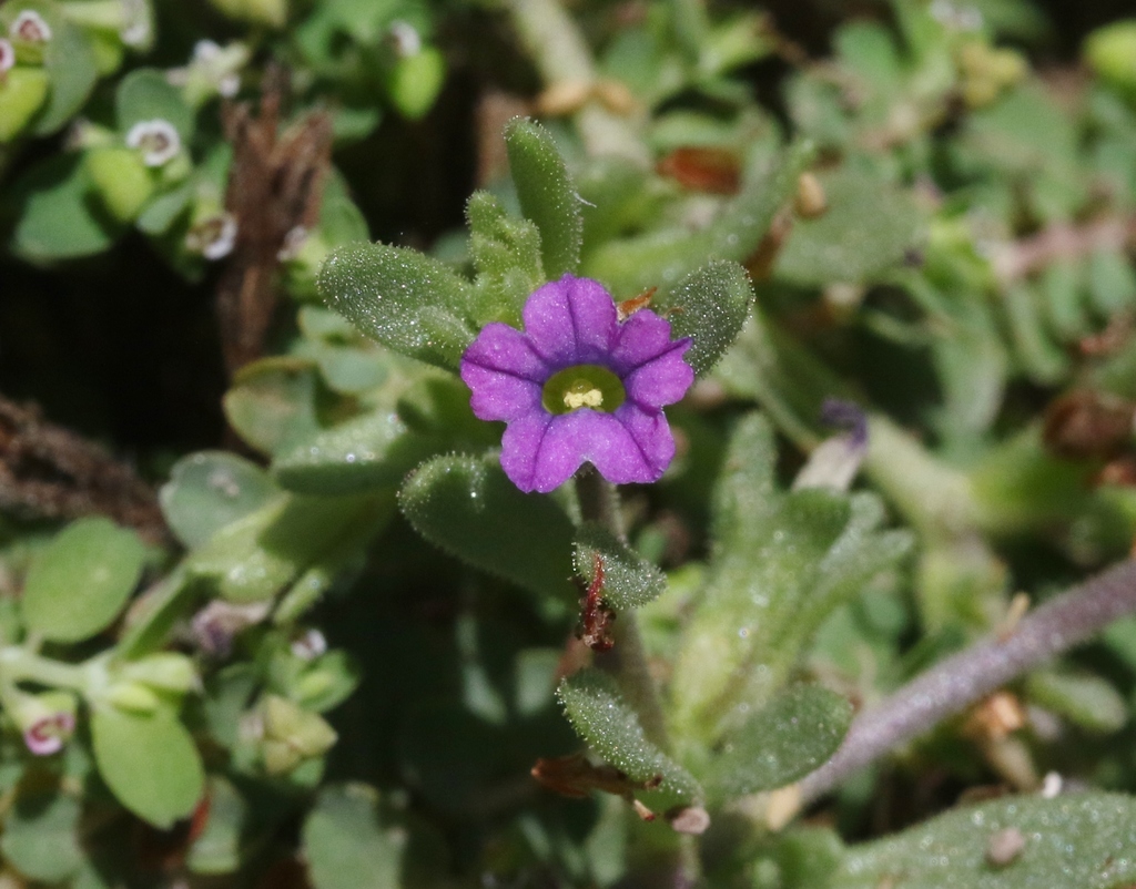 Calibrachoa parviflora