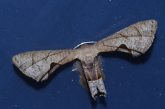 Phazaca kosemponicola