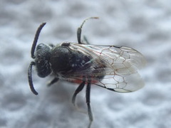 Sphecodes davisii
