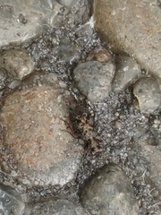 Scopodes