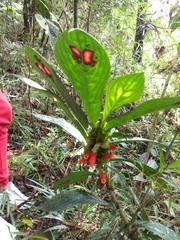 Columnea dimidiata