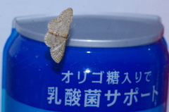 Idaea sakuraii