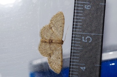 Idaea sakuraii