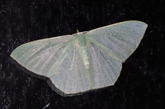 Thalassodes intaminata