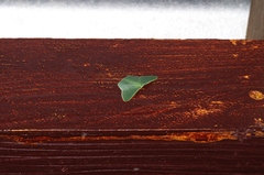 Thalassodes intaminata