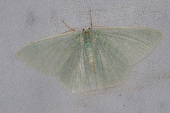 Thalassodes intaminata
