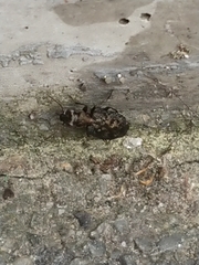 Scopodes