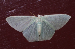 Thalassodes intaminata