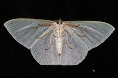 Thalassodes intaminata