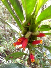 Columnea dimidiata