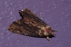 Ercheia dubia