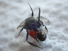 Sphecodes davisii