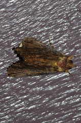 Ercheia dubia