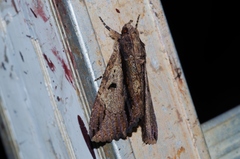 Ercheia dubia