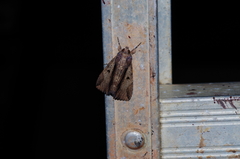 Ercheia dubia
