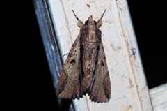 Ercheia dubia
