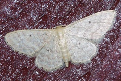 Idaea neovalida