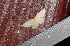 Idaea neovalida