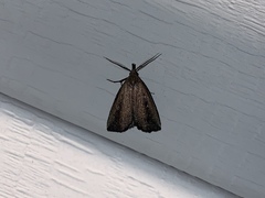 Macrochilo orciferalis