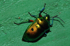 Calliphara excellens