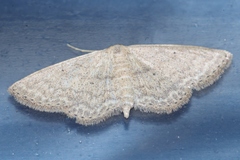 Scopula personata