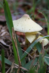 Leucocoprinus tricolor