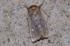 Athetis lineosella