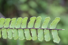 Adiantum patens