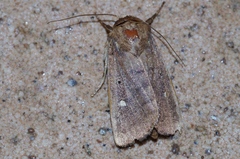 Athetis lineosella