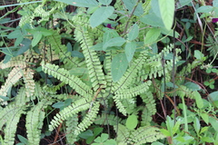 Adiantum patens
