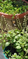 Anthanassa texana