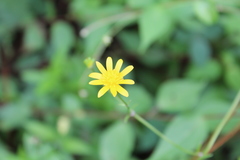 Ranunculus petiolaris