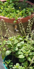 Anthanassa texana