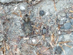 Scopodes