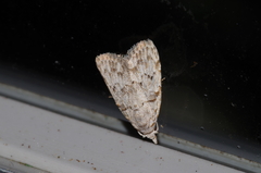 Nola thyrophora