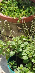 Anthanassa texana