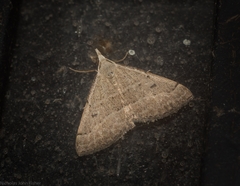 Dichromodes limosa