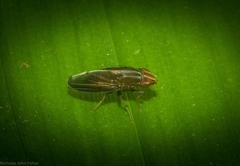 Cephaloconus cyprinus