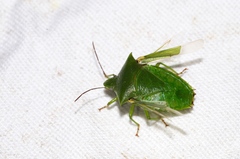 Vitellus orientalis