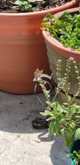 Anthanassa texana