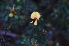 Pultenaea tarik