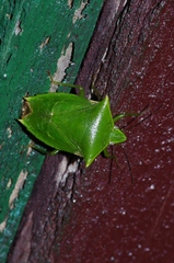 Vitellus orientalis