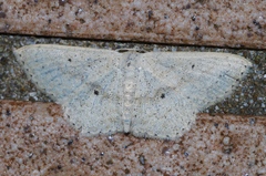 Scopula emma