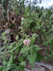 Ageratina scorodonioides
